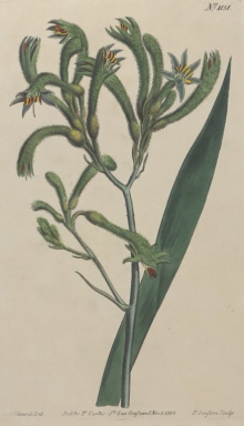 Curtis, Botanical Magazine